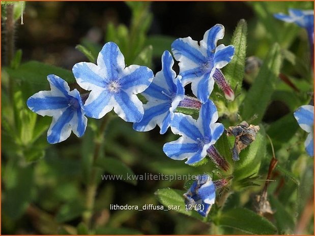 Lithodora diffusa 'Star' | Parelzaad, Steenzaad