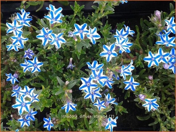 Lithodora diffusa 'Star' | Parelzaad, Steenzaad