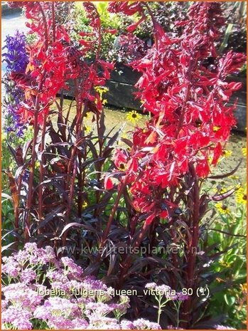 Lobelia fulgens 'Queen Victoria' | Vaste lobelia