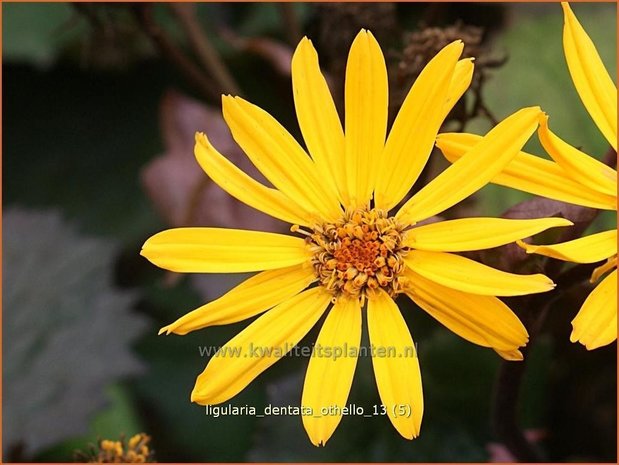 Ligularia dentata 'Othello' | Kruiskruid