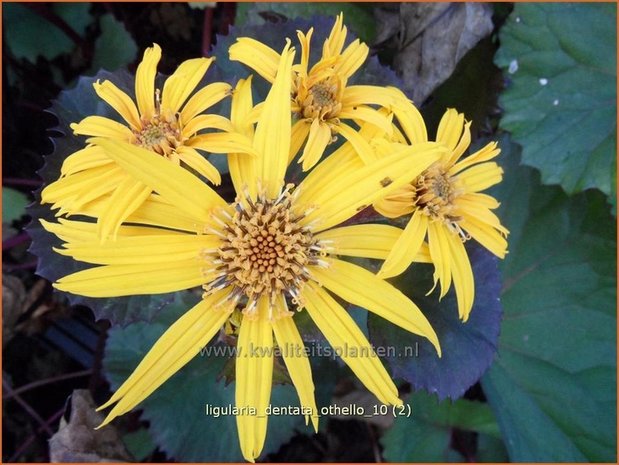 Ligularia dentata 'Othello' | Kruiskruid