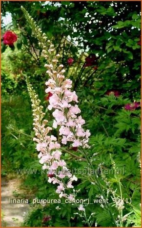 Linaria purpurea 'Canon J. Went' | Vlasleeuwenbek