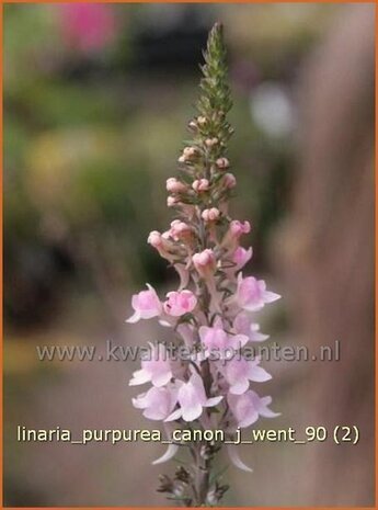 Linaria purpurea 'Canon J. Went' | Vlasleeuwenbek