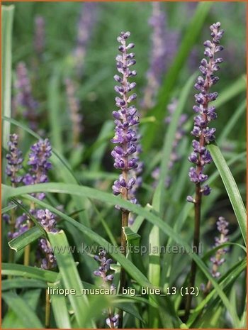 Liriope muscari 'Big Blue' | Leliegras