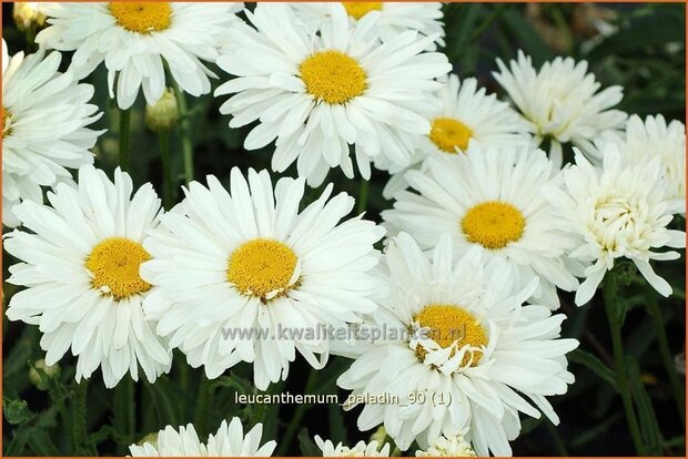 Leucanthemum 'Paladin' | Margriet