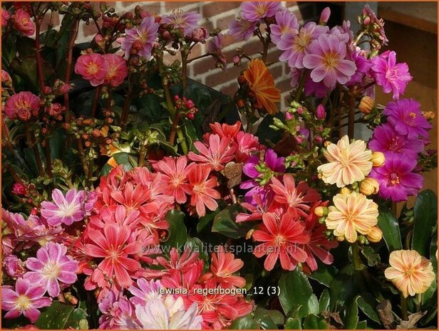 Lewisia 'Regenbogen' | Bitterkruid