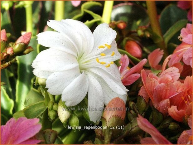 Lewisia 'Regenbogen' | Bitterkruid