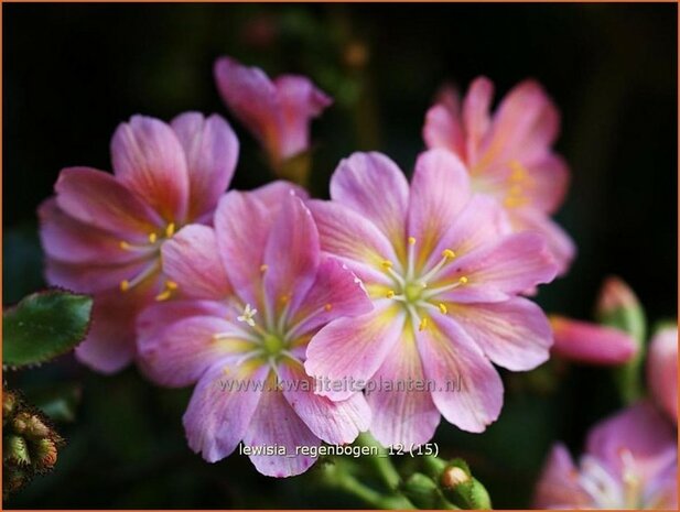 Lewisia 'Regenbogen' | Bitterkruid