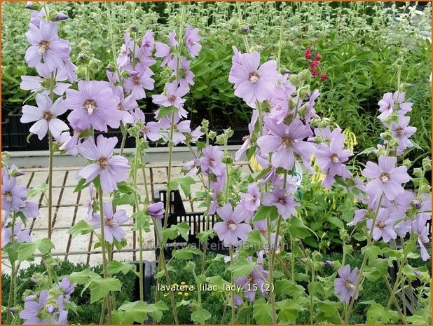 Lavatera &#39;Lilac Lady&#39; | Struikmalva | Buschmalve