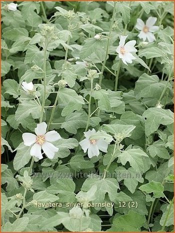 Lavatera 'Silver Barnsley' | Malva, Struikmalva