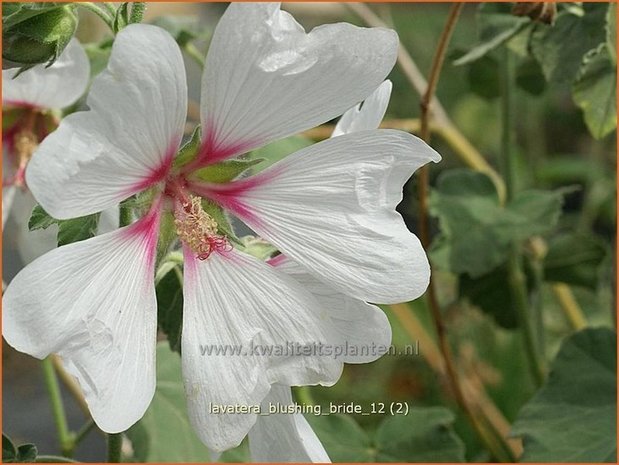 Lavatera 'Blushing Bride' | Malva, Struikmalva