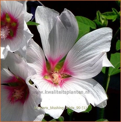 Lavatera 'Blushing Bride' | Malva, Struikmalva