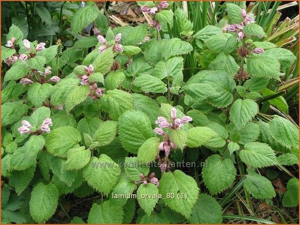 Lamium orvala | Dovenetel