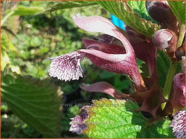 Lamium orvala | Dovenetel