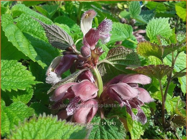 Lamium orvala | Dovenetel