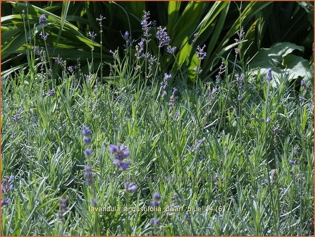 Lavandula angustifolia 'Dwarf Blue' | Gewone lavendel, Echte lavendel, Lavendel | Echter Lavendel