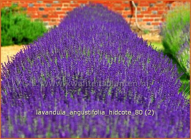 Lavandula angustifolia 'Hidcote' | Echte lavendel, Gewone lavendel, Lavendel | Echter Lavendel