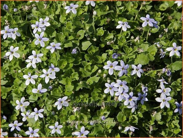 Isotoma fluviatilis | Laurentia