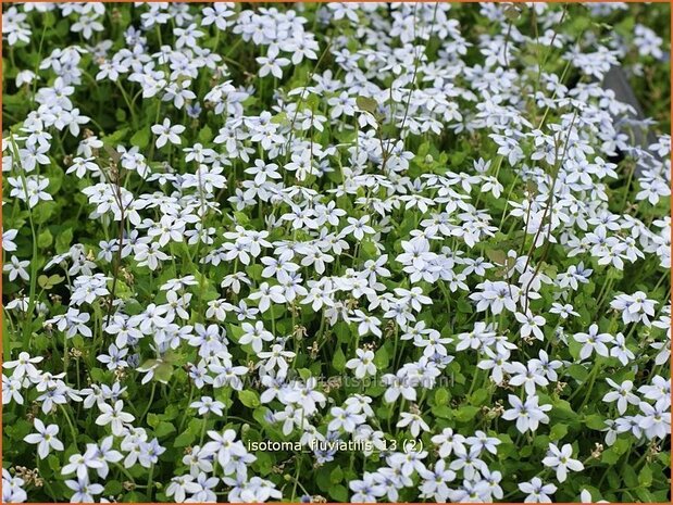 Isotoma fluviatilis | Laurentia