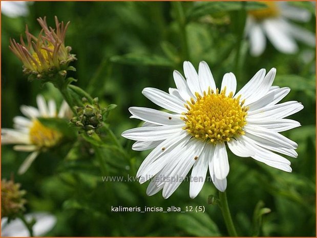 Kalimeris incisa 'Alba' | Zomeraster