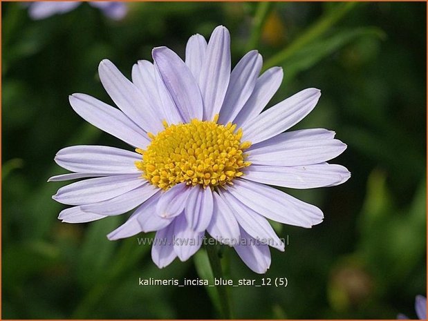 Kalimeris incisa 'Blue Star' | Zomeraster