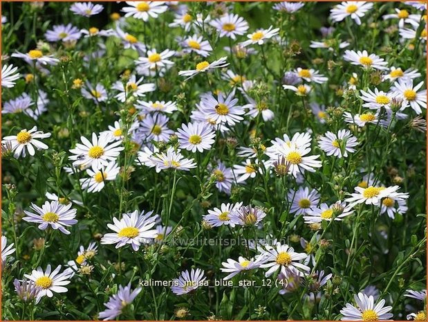 Kalimeris incisa 'Blue Star' | Zomeraster