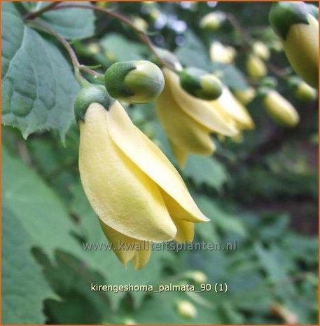 Kirengeshoma palmata | Japanse wasbloem