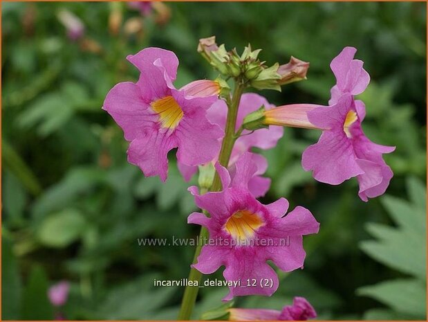 Incarvillea delavayi | Tuingloxinia