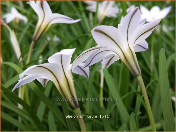 Ipheion uniflorum | Oudewijfjes, Voorjaarsster