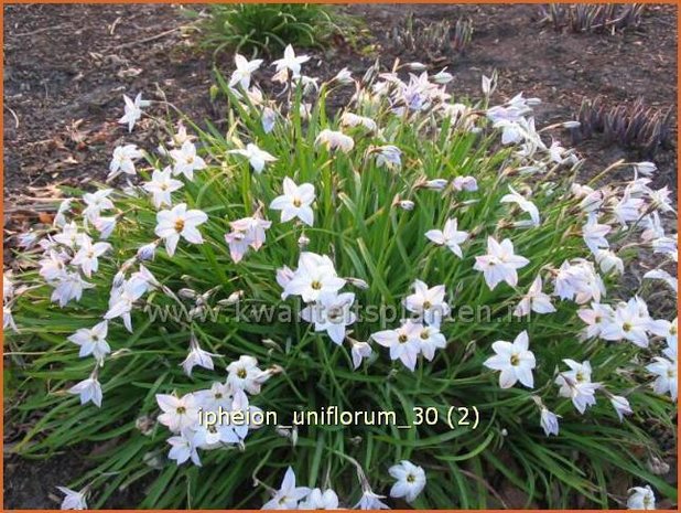 Ipheion uniflorum | Oudewijfjes, Voorjaarsster