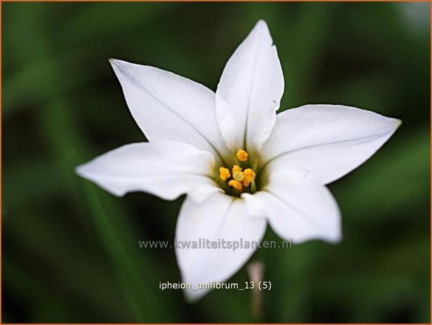 Ipheion uniflorum | Oudewijfjes, Voorjaarsster