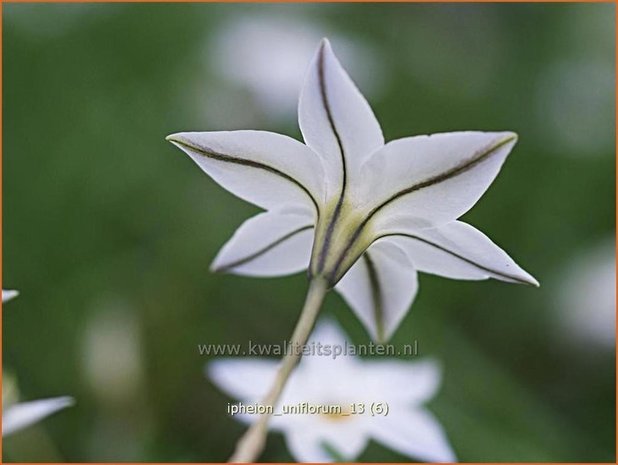 Ipheion uniflorum | Oudewijfjes, Voorjaarsster