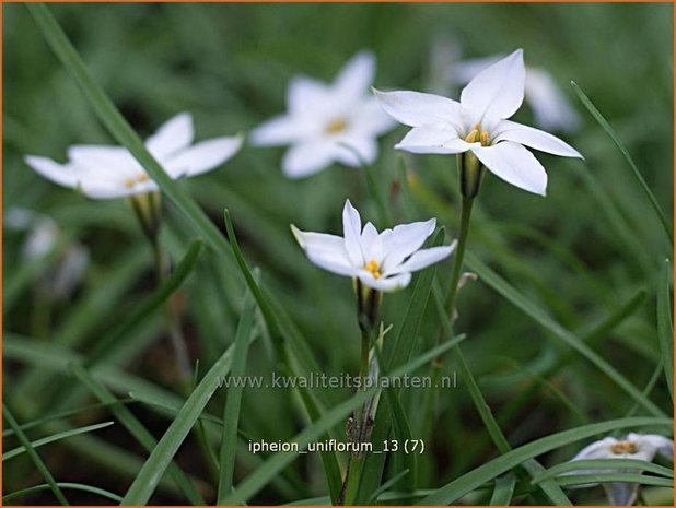 Ipheion uniflorum | Oudewijfjes, Voorjaarsster