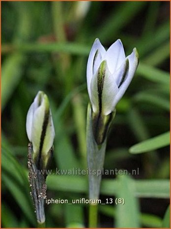 Ipheion uniflorum | Oudewijfjes, Voorjaarsster