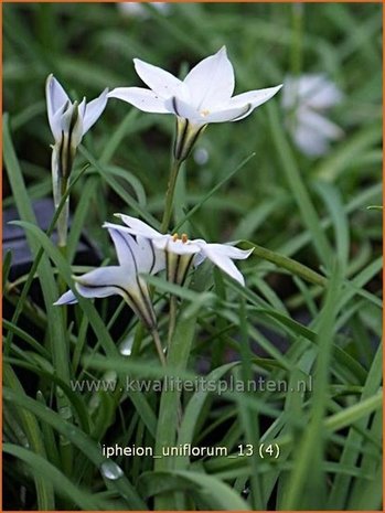 Ipheion uniflorum | Oudewijfjes, Voorjaarsster