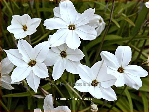 Ipheion uniflorum | Oudewijfjes, Voorjaarsster