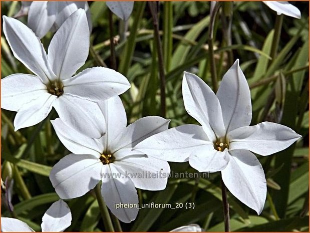 Ipheion uniflorum | Oudewijfjes, Voorjaarsster