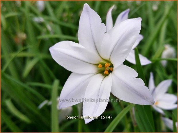 Ipheion uniflorum | Oudewijfjes, Voorjaarsster