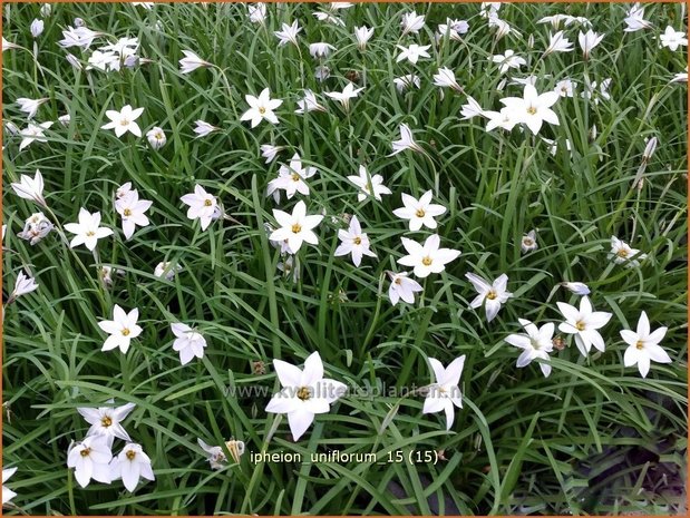 Ipheion uniflorum | Oudewijfjes, Voorjaarsster