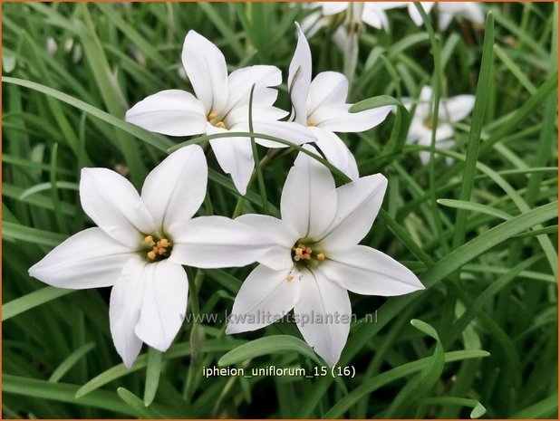 Ipheion uniflorum | Oudewijfjes, Voorjaarsster