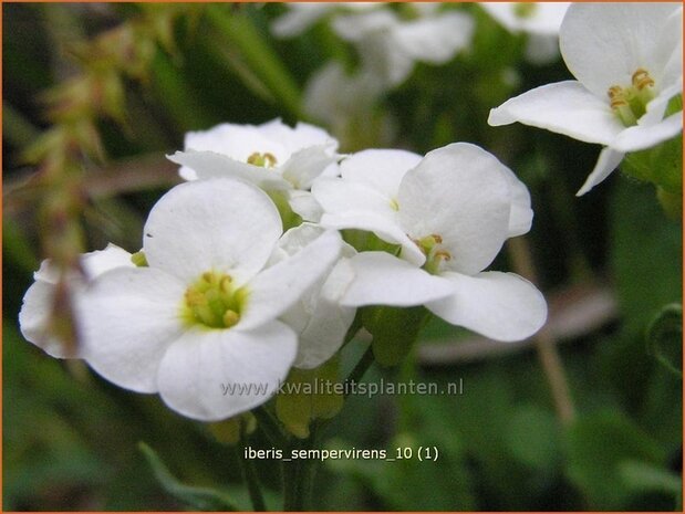 Iberis sempervirens | Scheefbloem, Scheefkelk