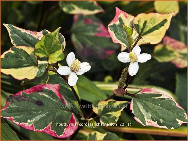 Houttuynia cordata 'Chameleon' | Moerasanemoon, Dokudami