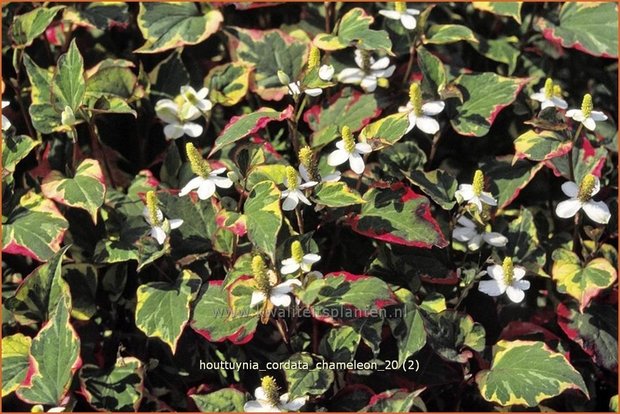 Houttuynia cordata 'Chameleon' | Moerasanemoon, Dokudami