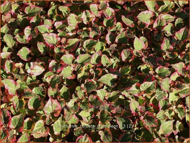 Houttuynia cordata 'Chameleon' | Moerasanemoon, Dokudami