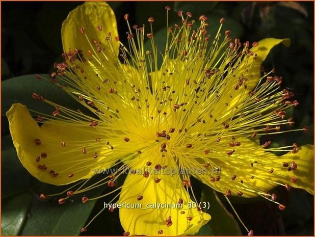 Hypericum calycinum | Hertshooi