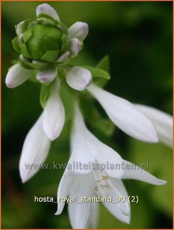 Hosta 'Royal Standard' | Hartlelie, Funkia