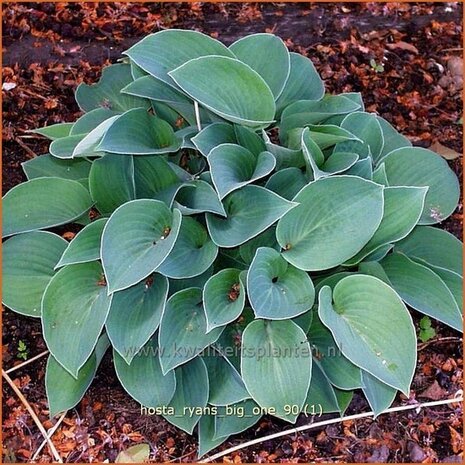 Hosta 'Ryan's Big One' | Hartlelie, Funkia