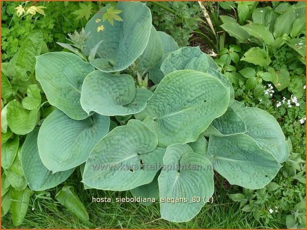 Hosta sieboldiana 'Elegans' | Hartlelie, Funkia