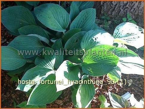 Hosta fortunei 'Hyacinthina' | Hartlelie, Funkia