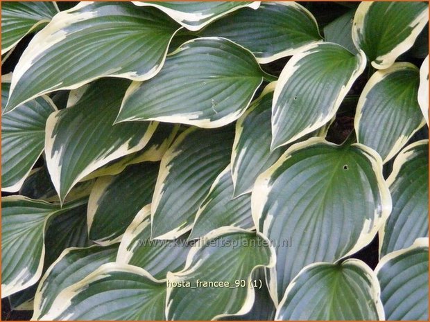 Hosta 'Francee' | Hartlelie, Funkia